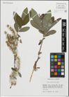 Foto von Salix pedicellata Desf.
